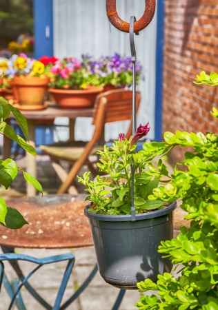summer garden with flower potsの写真素材