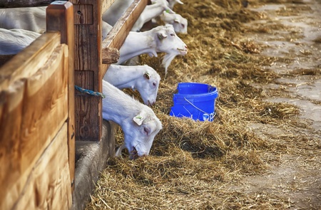 goats breakfast by farmの写真素材