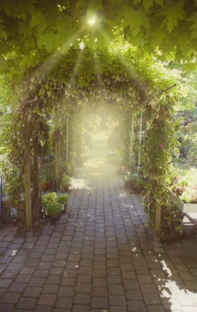 seasonal image of summer garden archの写真素材