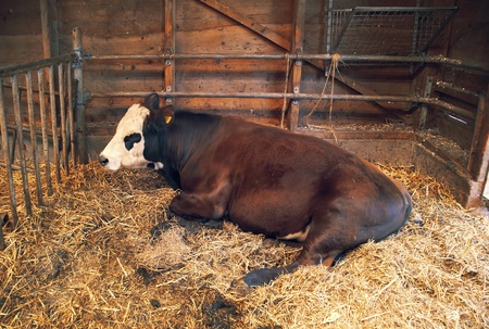 cattle on straw in dutch farm の写真素材