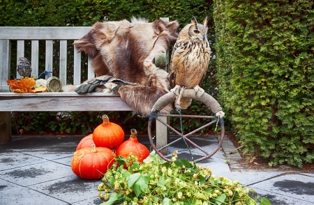 owl in autumn seasonal garden の写真素材