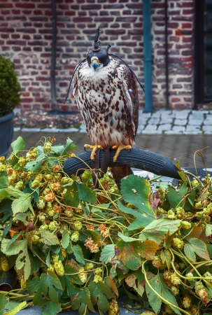 falcon in castle seasonal gardenの写真素材