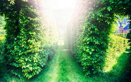 mysterious light in old spring park  の写真素材