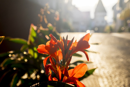 sunset by Endingen , small German town located in southwest Germany, at the border with Franceの写真素材