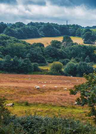naturally summer panorama in East Sussex, Englandの写真素材