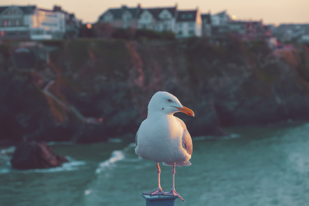 Seagull by evening Newquay beach backgroundの写真素材