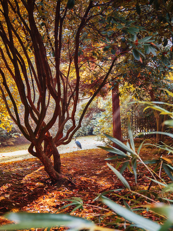 autumnand stork in Japanese park, the Netherlandsの写真素材