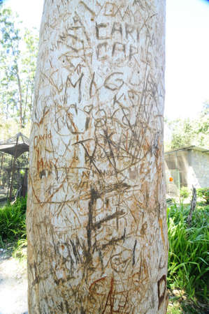 Messages and names on a tropical treeのeditorial素材