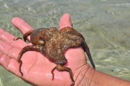 Man holding a live octopus on his hand in the Caribbean coast of Panamaの写真素材