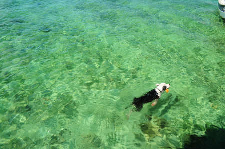 Pitbull dog swimming in crystal clear Caribbean sea in Bocas del Toro, Panamaの写真素材