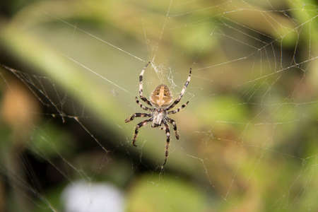Spiderの写真素材