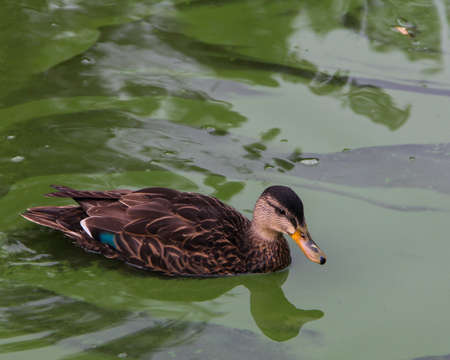 duck on lakeの写真素材