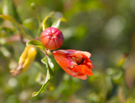 Flower Buttonの写真素材