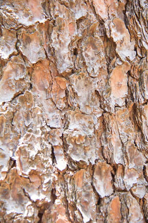 Tree barkの写真素材