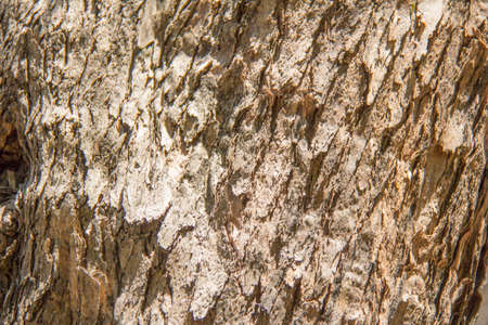 tree barkの写真素材