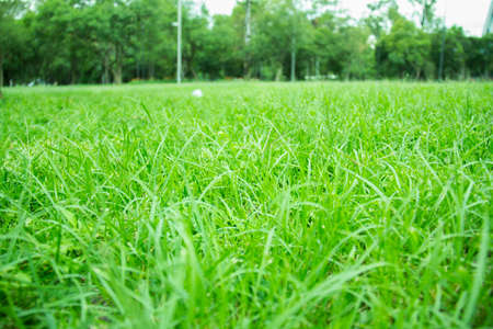 field meadowの写真素材