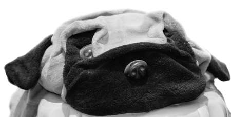 Dogの写真素材