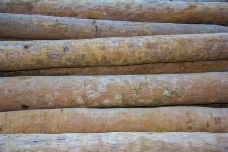 Stacked trunksの写真素材