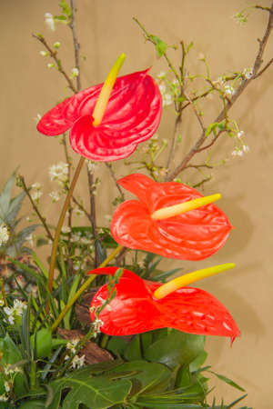 Red anthuriumsの写真素材