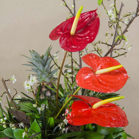 Red anthuriumsの写真素材