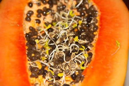 Papaya fruit germinating its seeds insideの写真素材