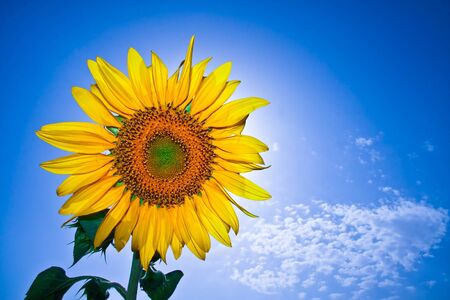 Single sunflower の写真素材