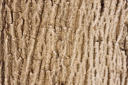 Tree Skinの写真素材