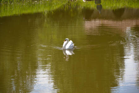 The white swan floats on the lake in parkの写真素材