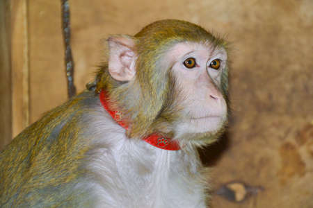 The sad monkey sits on a lead in a zooの写真素材