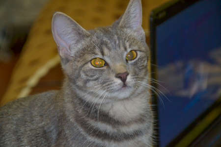 Domestic gray cat with the laptop at a backgroundの写真素材