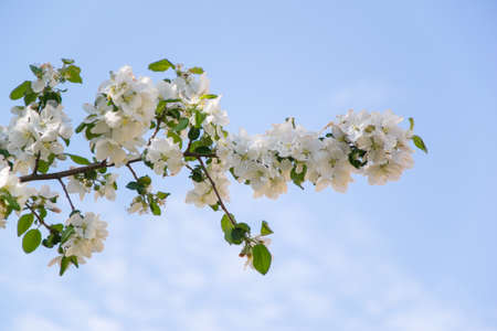 Branch of the blossoming apple-tree against the blue skyの写真素材
