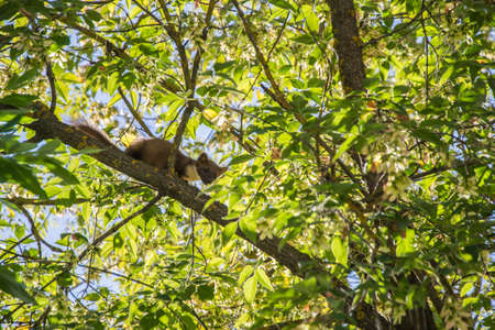 Forest marten among green leaves and branches of treesの写真素材