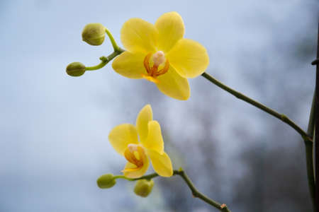 Yellow flowers of an orchid with unblown budsの写真素材