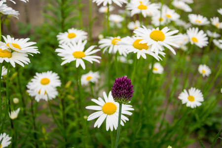 Flowering onion on a background of large garden chamomilesの写真素材