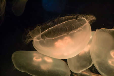 The marine animals and other inhabitants of the seas and oceansの写真素材