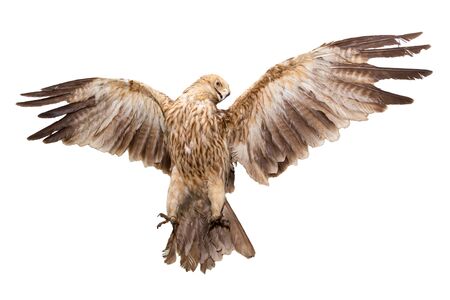 Eagle flies having spread wings and having shown the teeth