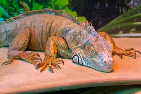 The head of a monitor lizard that lies and warms upの写真素材