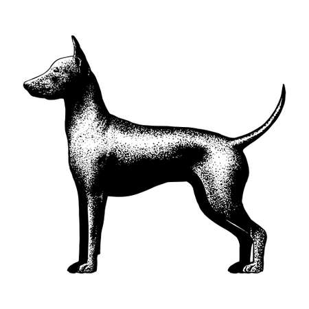 Realistic old english terrier. Dog breed - Vector illustrationのイラスト素材