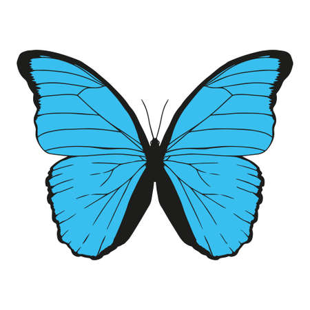 Isolated colored butterfly. Beautiful insect - Vector illustrationのイラスト素材