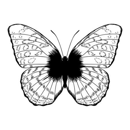 Isolated silhouette of a butterfly - Vector illustrationのイラスト素材
