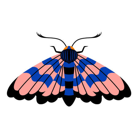 Isolated moth Summer insect Animal Vector