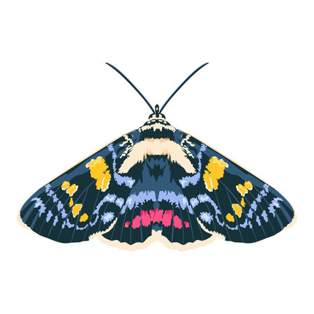vector beautiful agarista moth cartoon illustration isolatedのイラスト素材