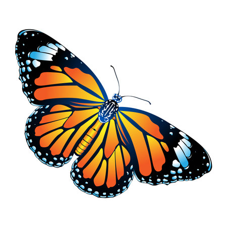 Vector Cartoon Monarch Butterfly Character isolated illustrationのイラスト素材