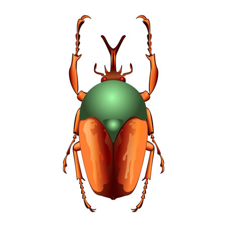Vector Cartoon Flower beetle Character isolated illustrationのイラスト素材