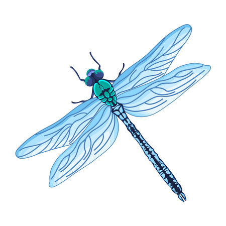 Vector Cartoon DrangonFly Character isolated illustrationのイラスト素材