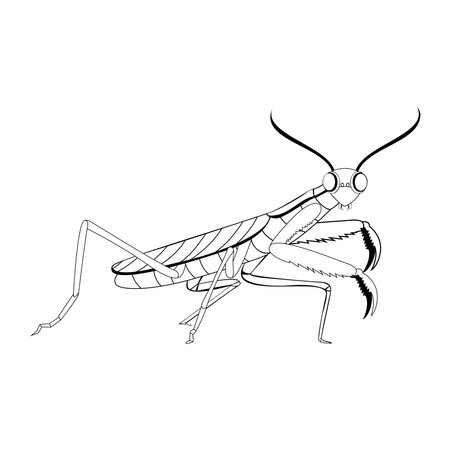 Vector Cartoon praying mantis Character isolated illustrationのイラスト素材