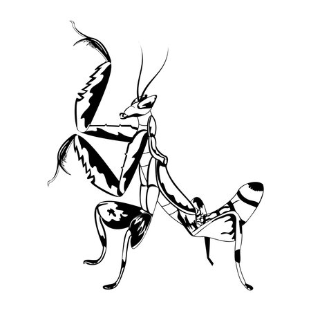 Vector Cartoon Orchid mantis Character isolated illustrationのイラスト素材