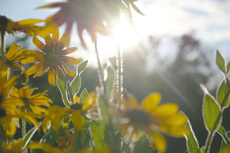 Blurred photo for the background with a group of yellow flowers of Rudbeckia through which the evening sunlight penetrates.の写真素材