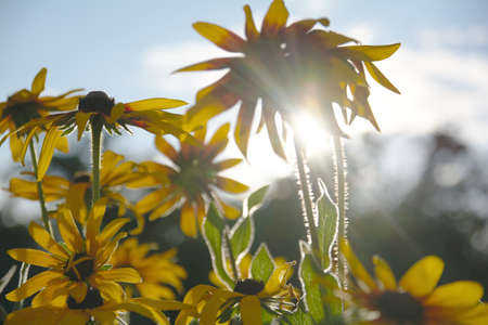 Blurred photo for the background with a group of yellow flowers of Rudbeckia through which the evening sunlight penetrates.の写真素材
