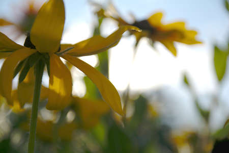 Blurred photo for the background with a group of yellow flowers of Rudbeckia through which the evening sunlight penetrates.の写真素材